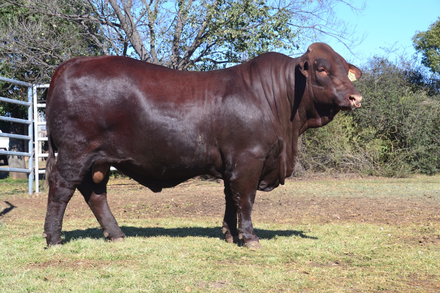 Dunlop_Santas_2018_Sire_Sale_LOT_1