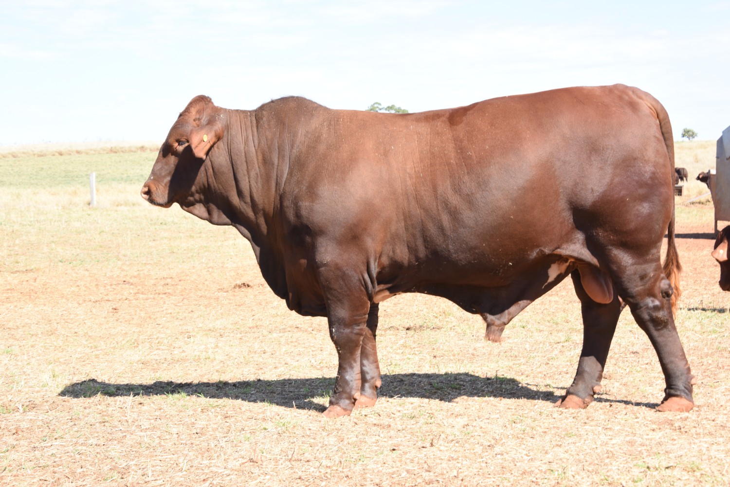 Dunlop_Santas_2018_Sire_Sale_LOT_100