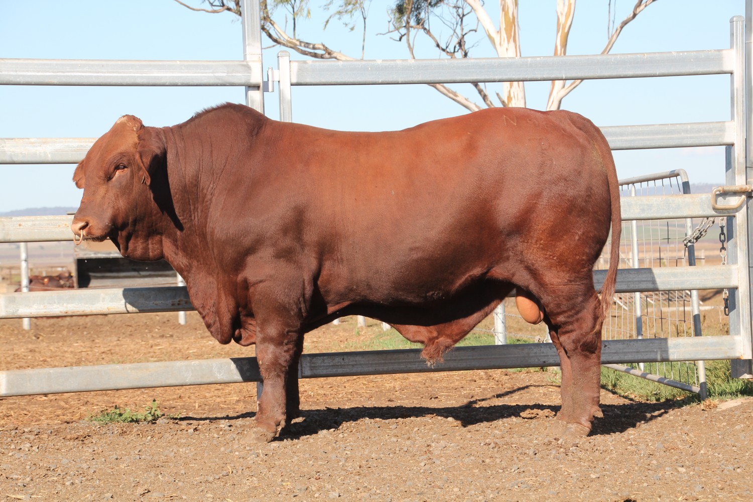 Dunlop_Santas_2018_Sire_Sale_LOT_11
