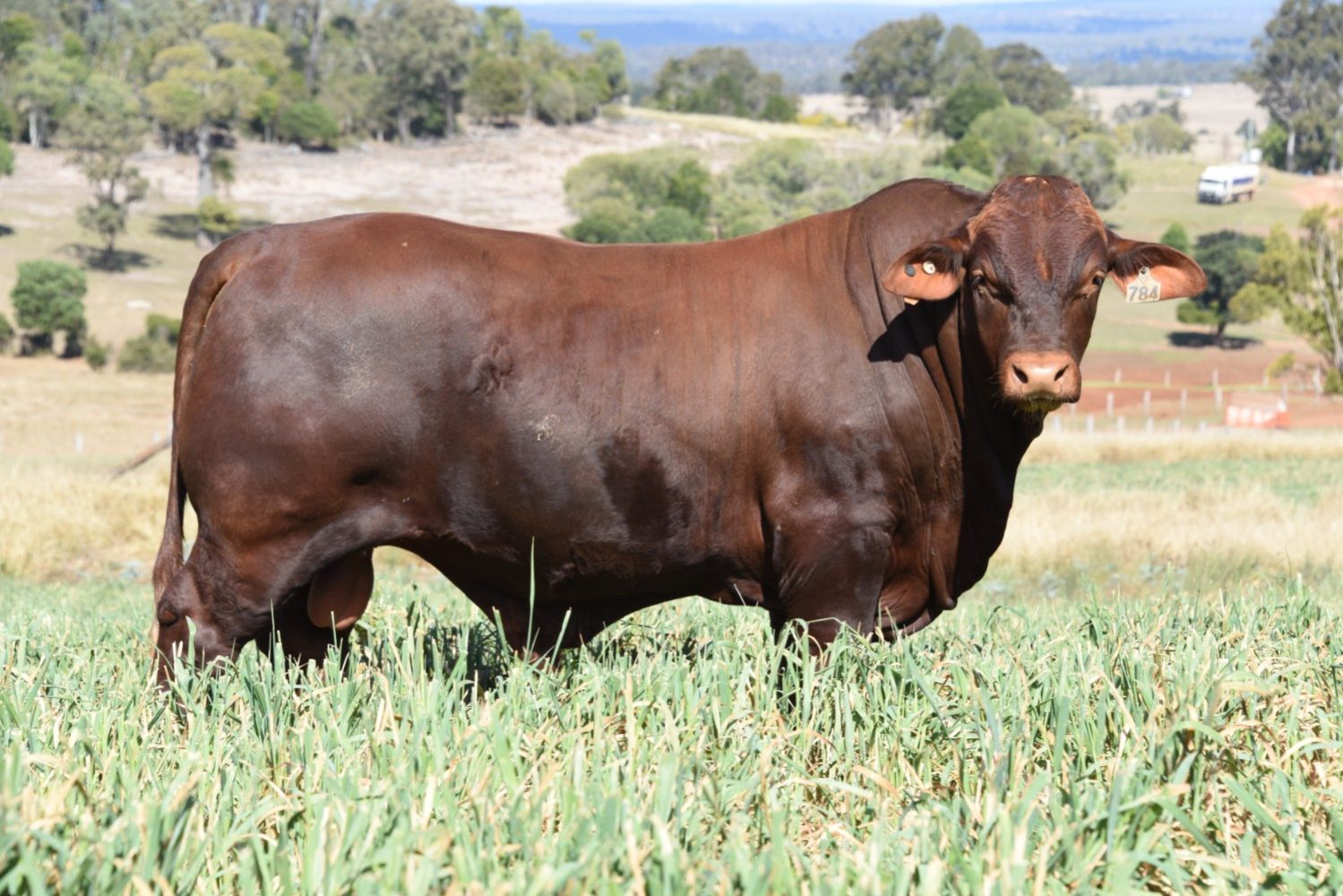 Dunlop_Santas_2018_Sire_Sale_LOT_14