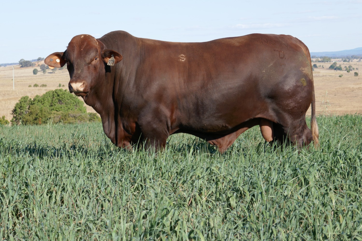 Dunlop_Santas_2018_Sire_Sale_LOT_15