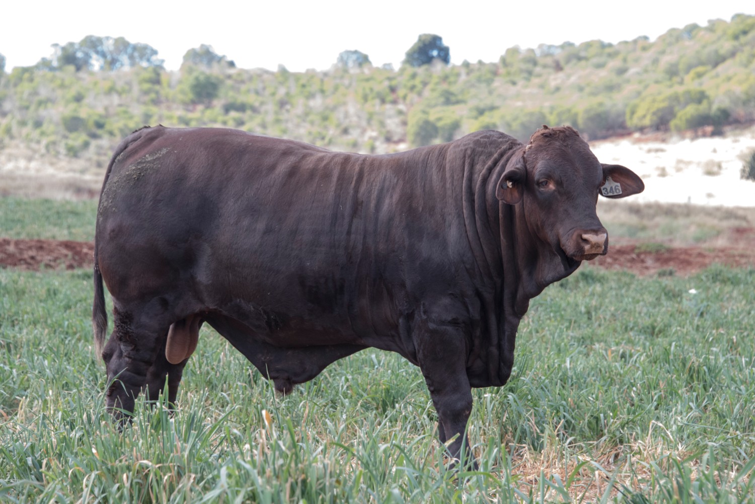 Dunlop_Santas_2018_Sire_Sale_LOT_17