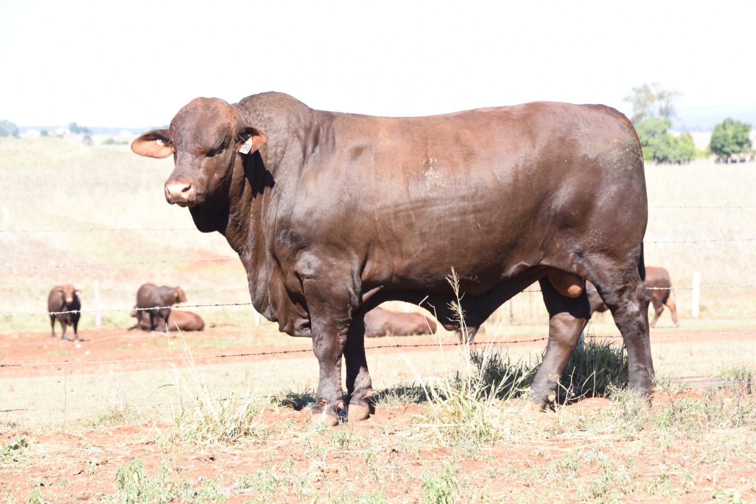 Dunlop_Santas_2018_Sire_Sale_LOT_18