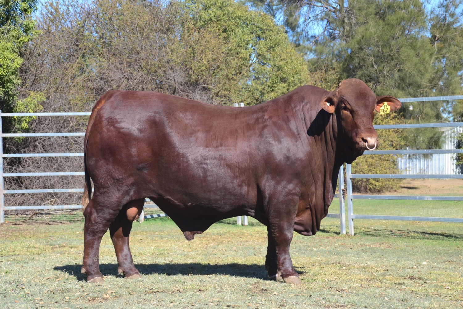 Dunlop_Santas_2018_Sire_Sale_LOT_2
