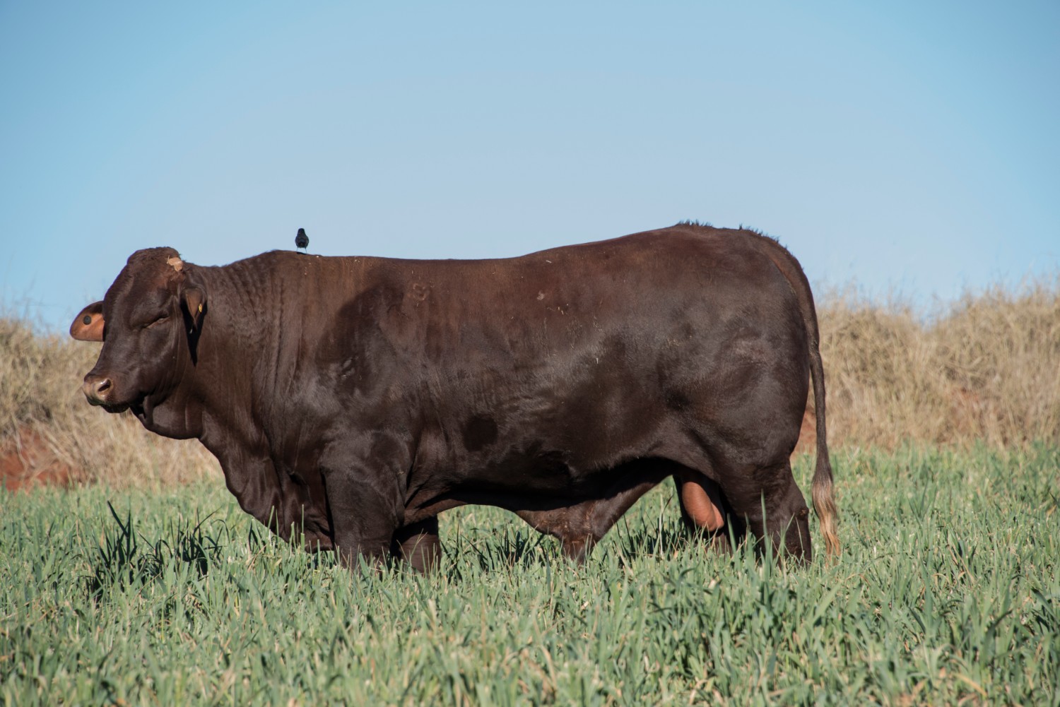 Dunlop_Santas_2018_Sire_Sale_LOT_21