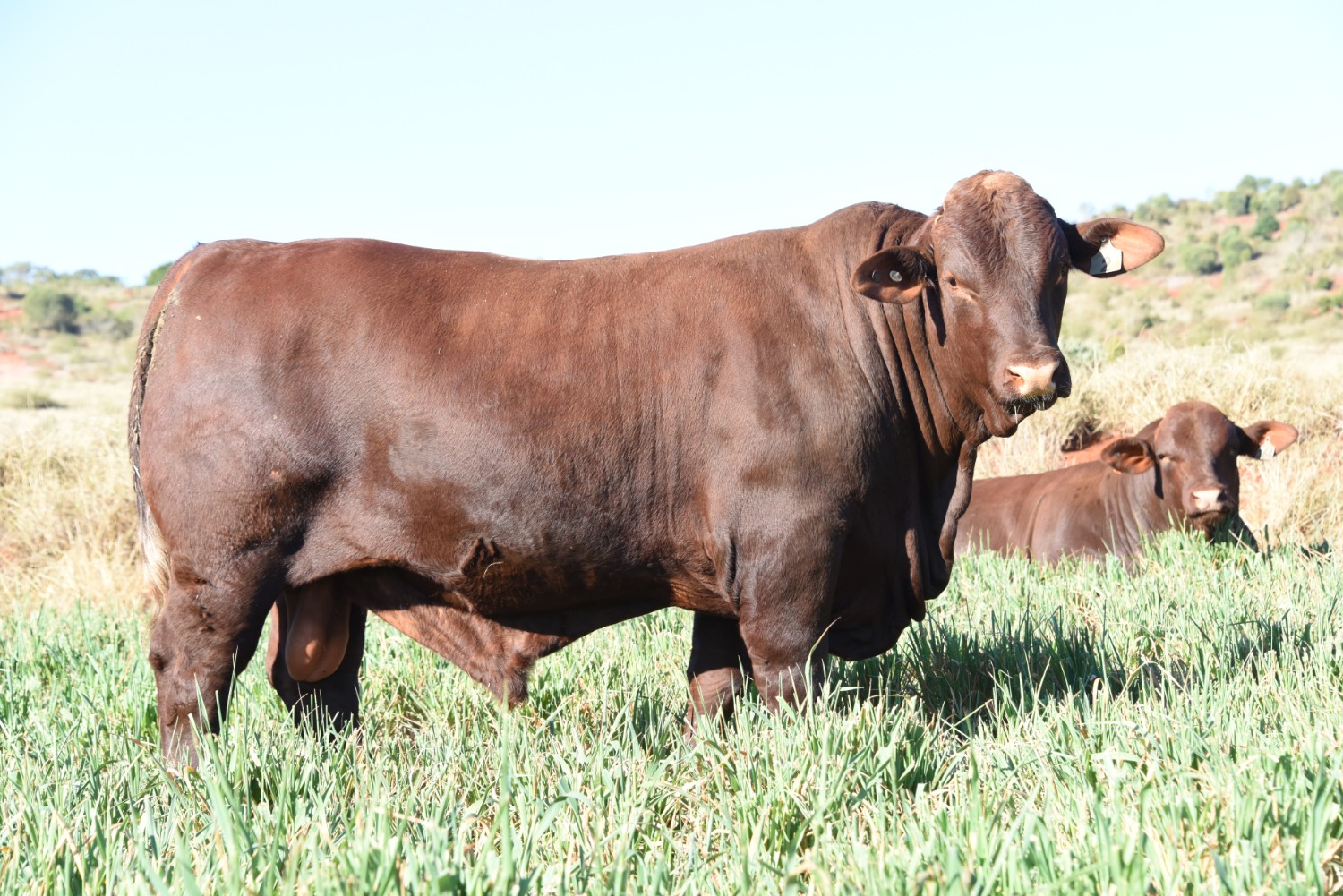 Dunlop_Santas_2018_Sire_Sale_LOT_22