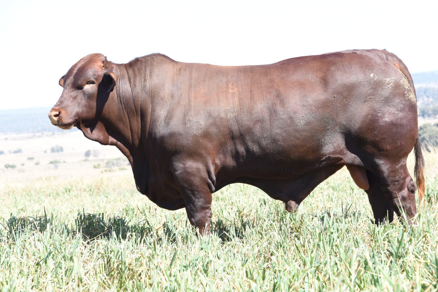 Dunlop_Santas_2018_Sire_Sale_LOT_23