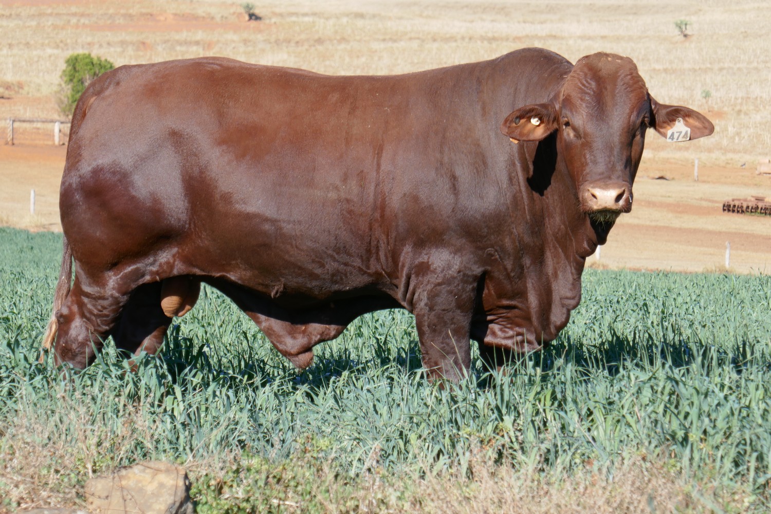 Dunlop_Santas_2018_Sire_Sale_LOT_24