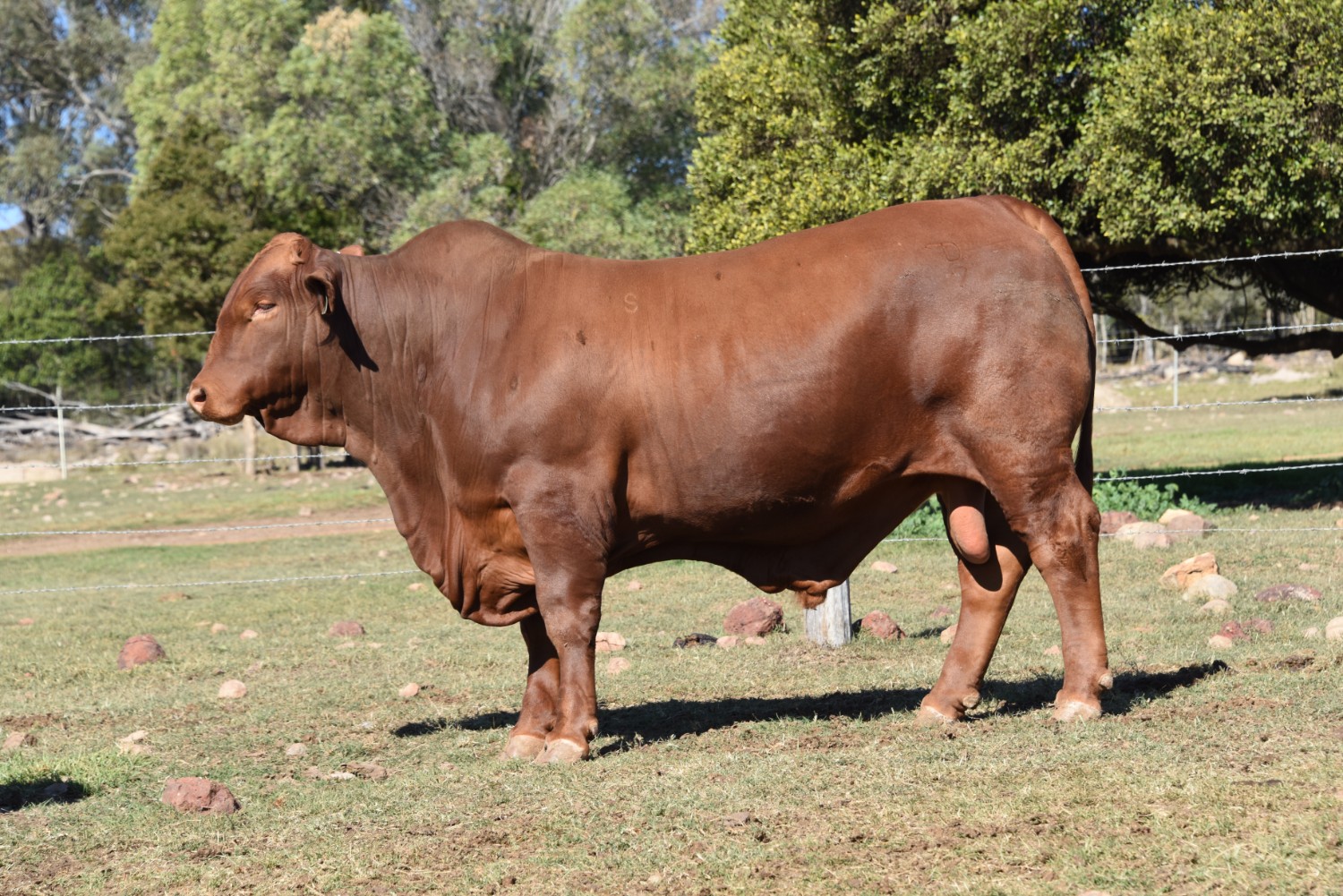 Dunlop_Santas_2018_Sire_Sale_LOT_25