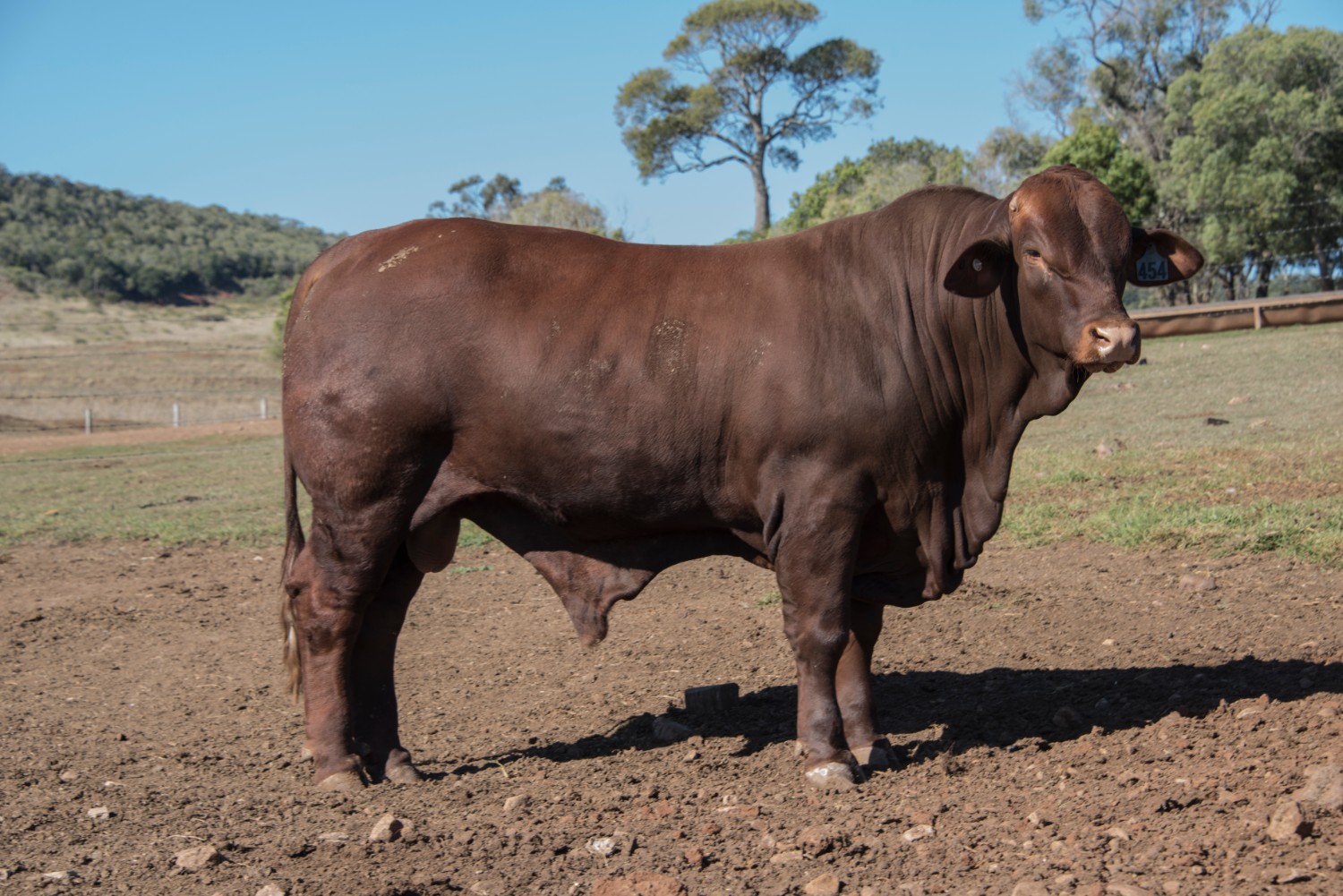 Dunlop_Santas_2018_Sire_Sale_LOT_26