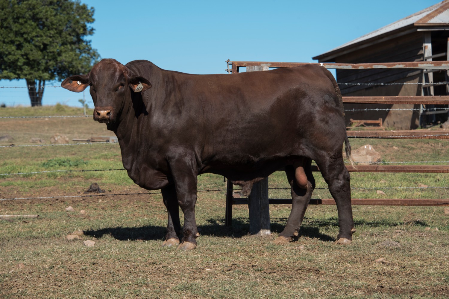 Dunlop_Santas_2018_Sire_Sale_LOT_27