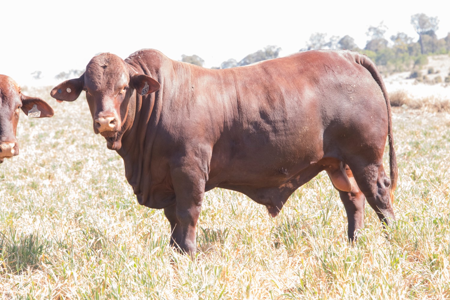 Dunlop_Santas_2018_Sire_Sale_LOT_28