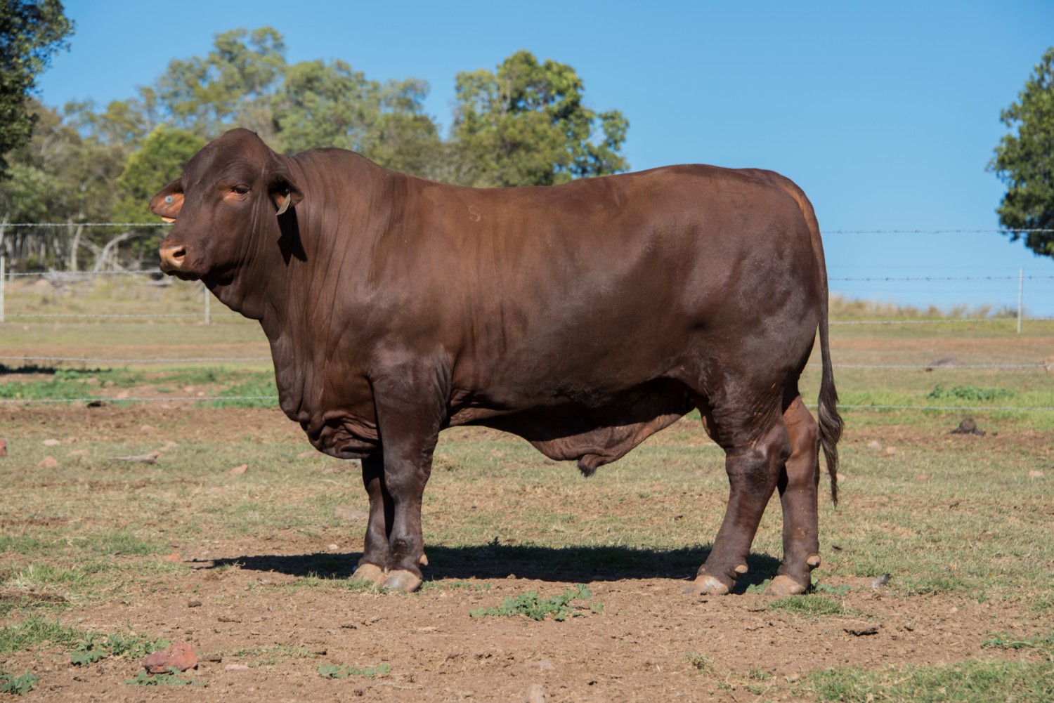 Dunlop_Santas_2018_Sire_Sale_LOT_29
