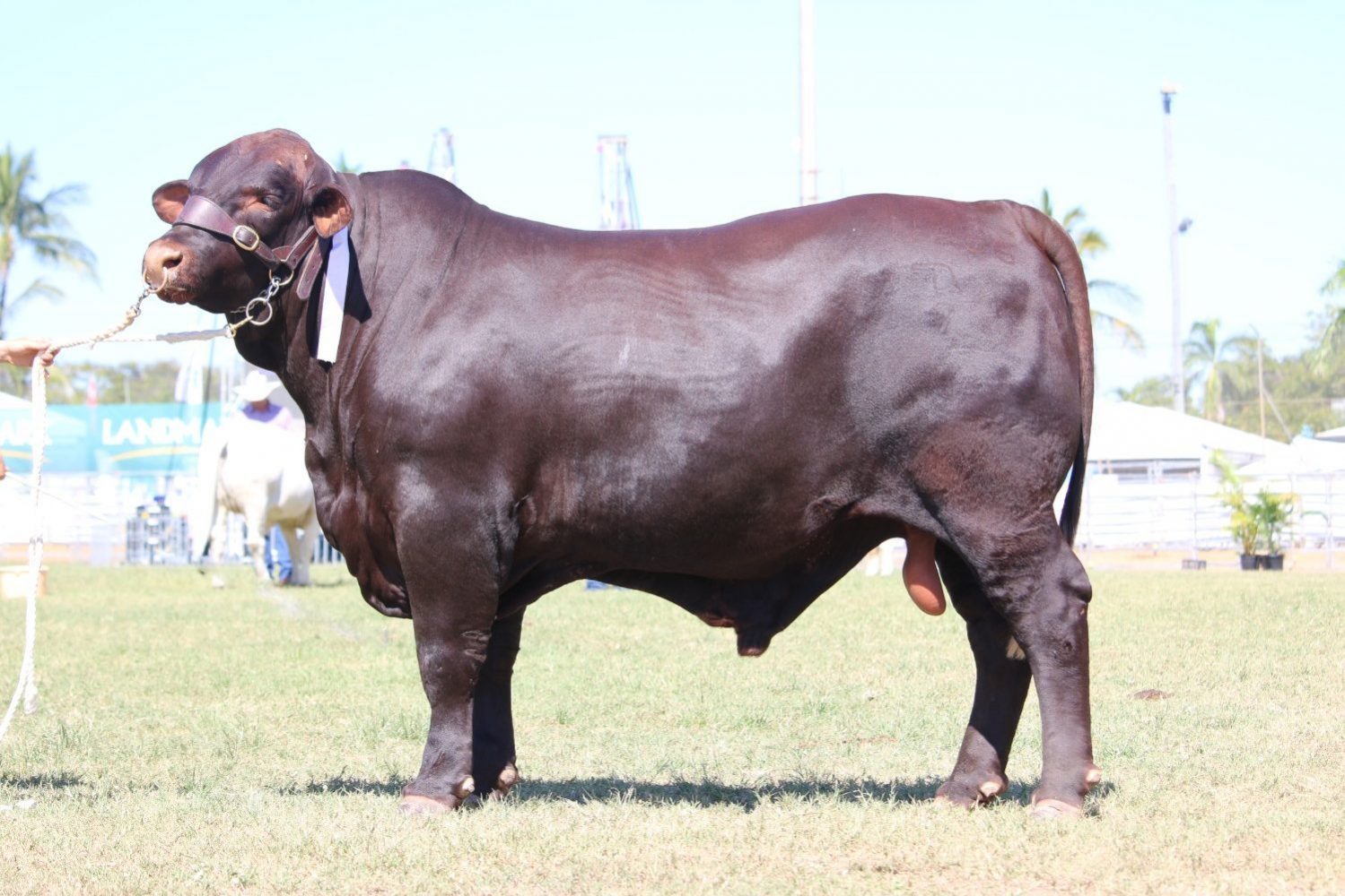 Dunlop_Santas_2018_Sire_Sale_LOT_3
