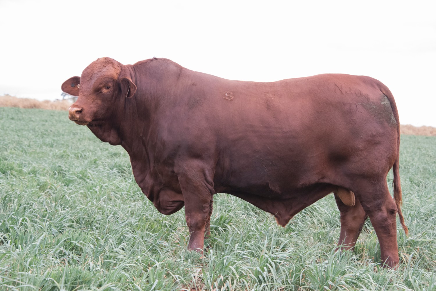 Dunlop_Santas_2018_Sire_Sale_LOT_31