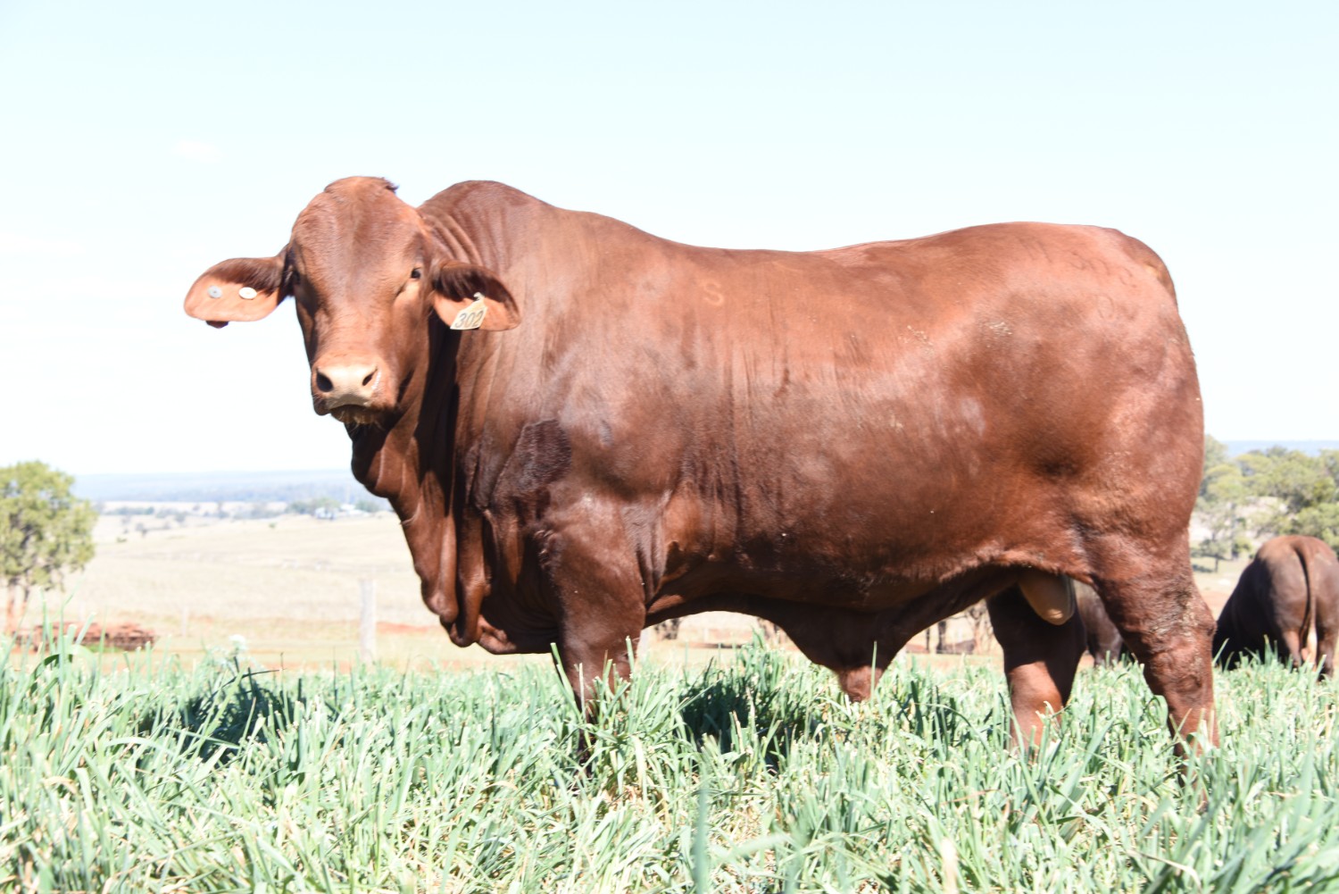 Dunlop_Santas_2018_Sire_Sale_LOT_32