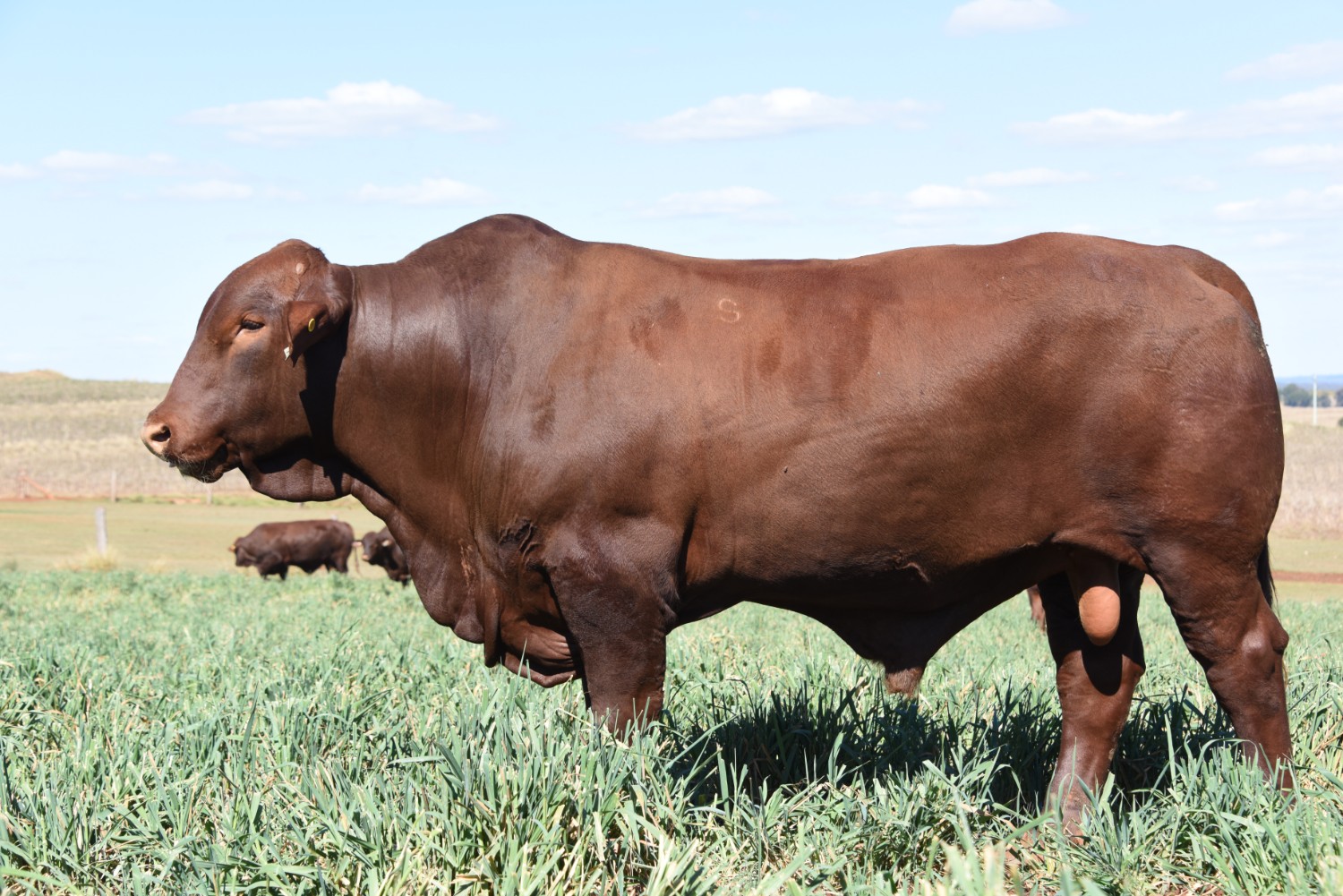 Dunlop_Santas_2018_Sire_Sale_LOT_33