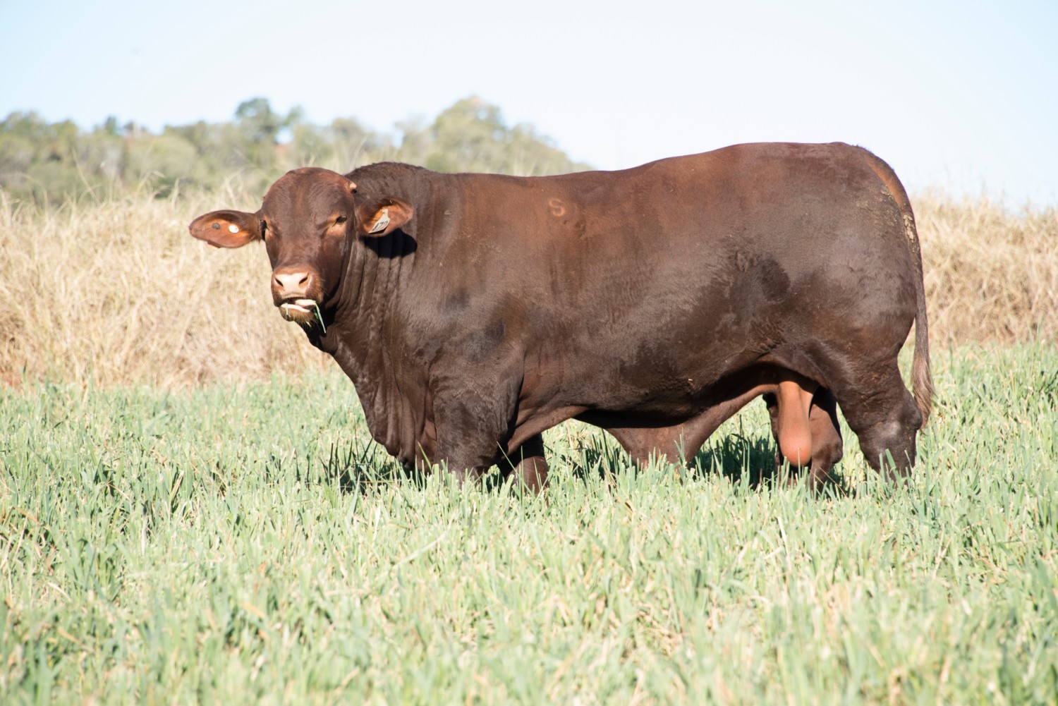 Dunlop_Santas_2018_Sire_Sale_LOT_34