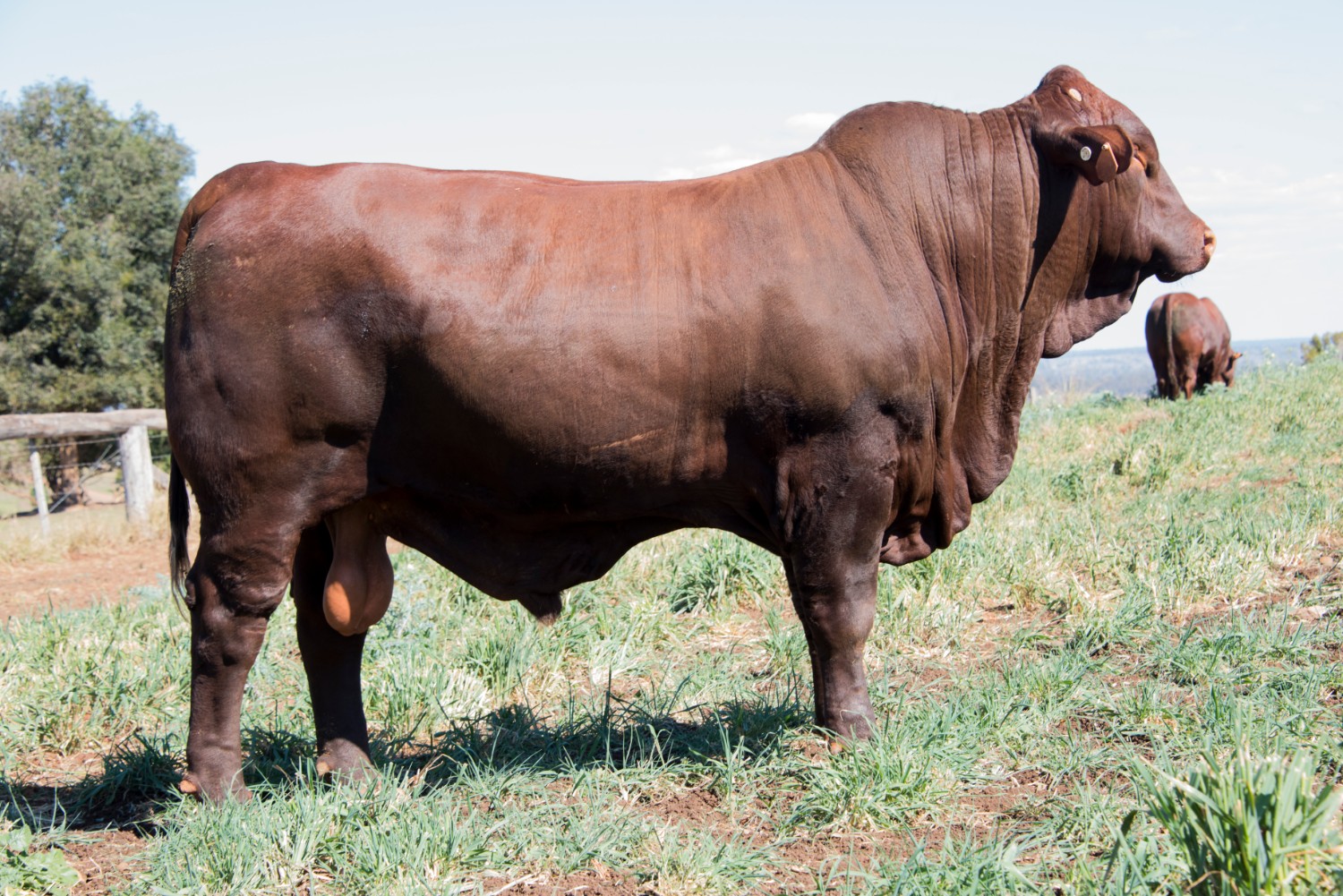 Dunlop_Santas_2018_Sire_Sale_LOT_35