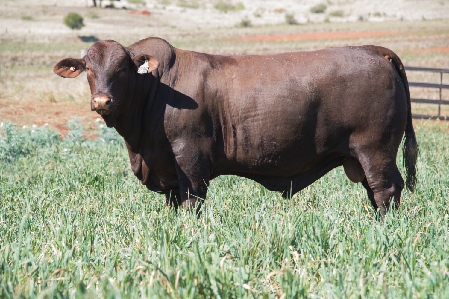 Dunlop_Santas_2018_Sire_Sale_LOT_36