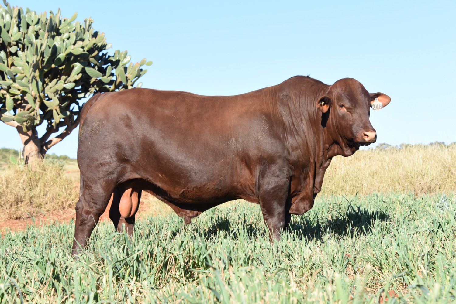 Dunlop_Santas_2018_Sire_Sale_LOT_37