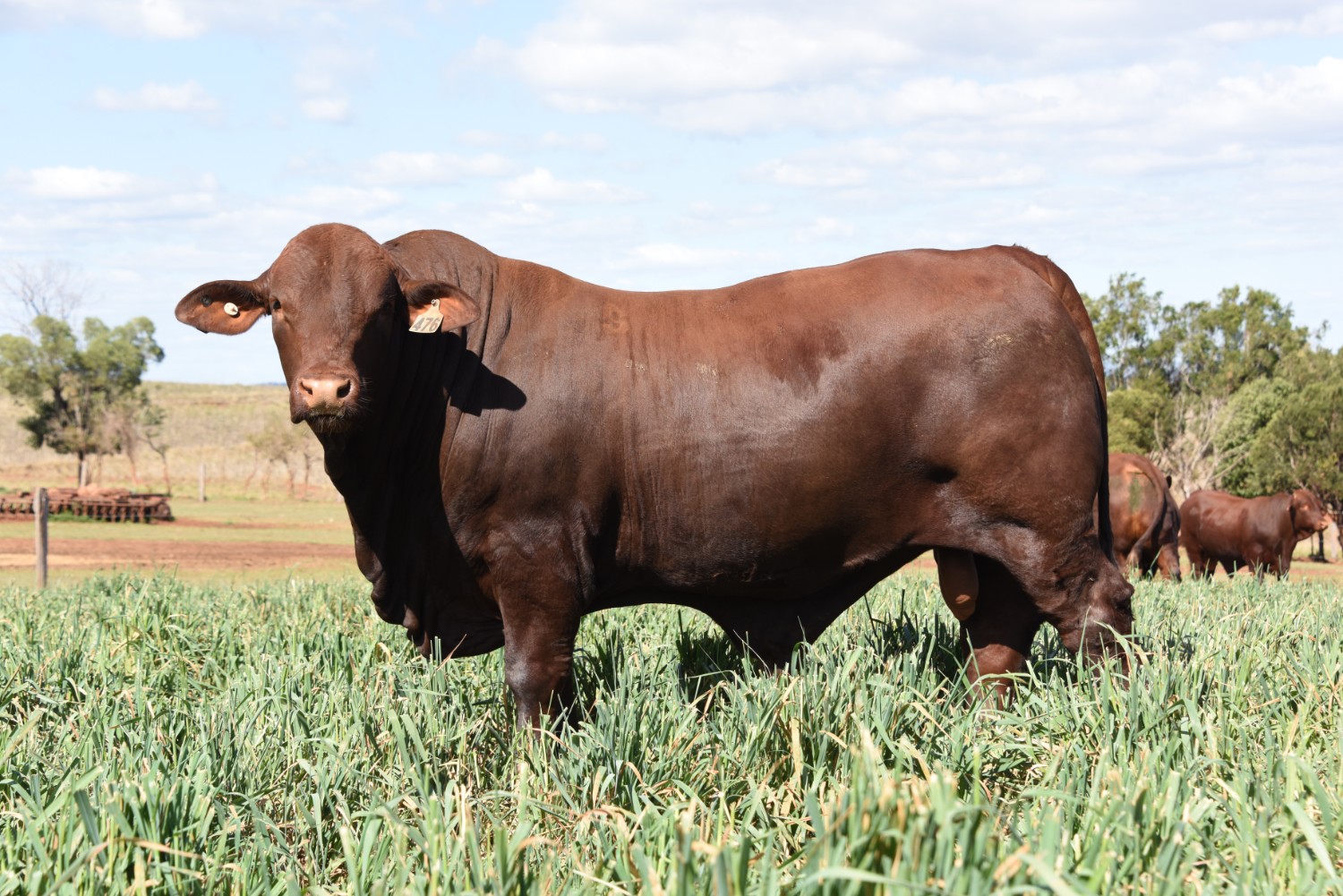 Dunlop_Santas_2018_Sire_Sale_LOT_38