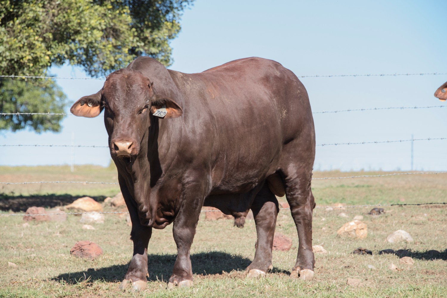 Dunlop_Santas_2018_Sire_Sale_LOT_39