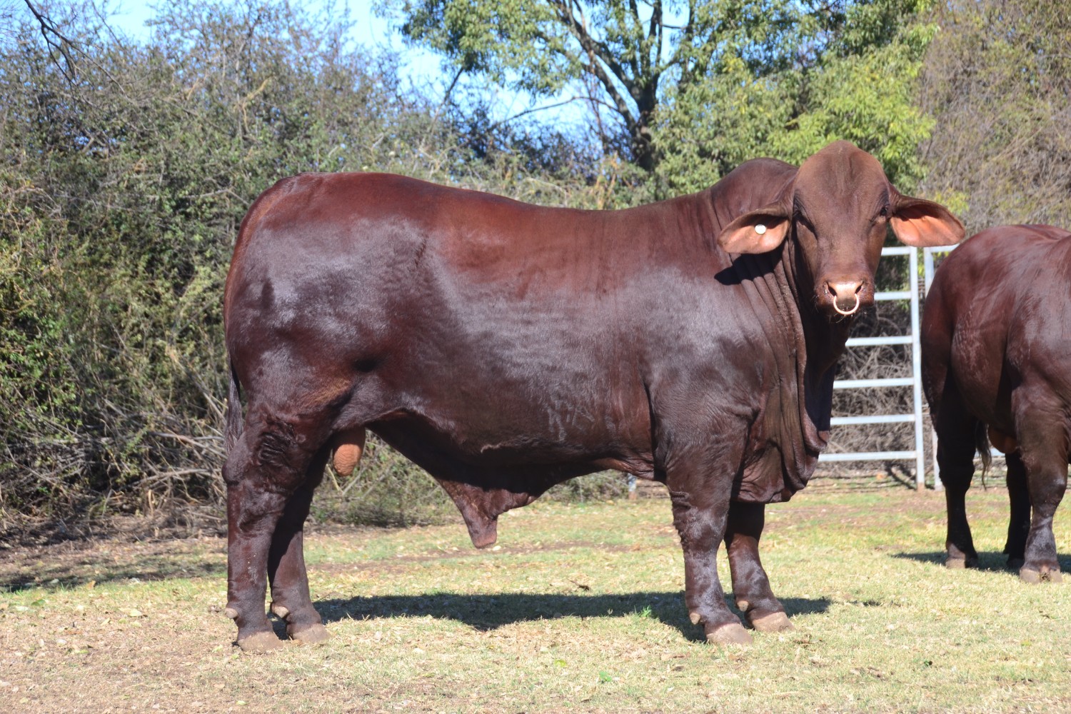 Dunlop_Santas_2018_Sire_Sale_LOT_4