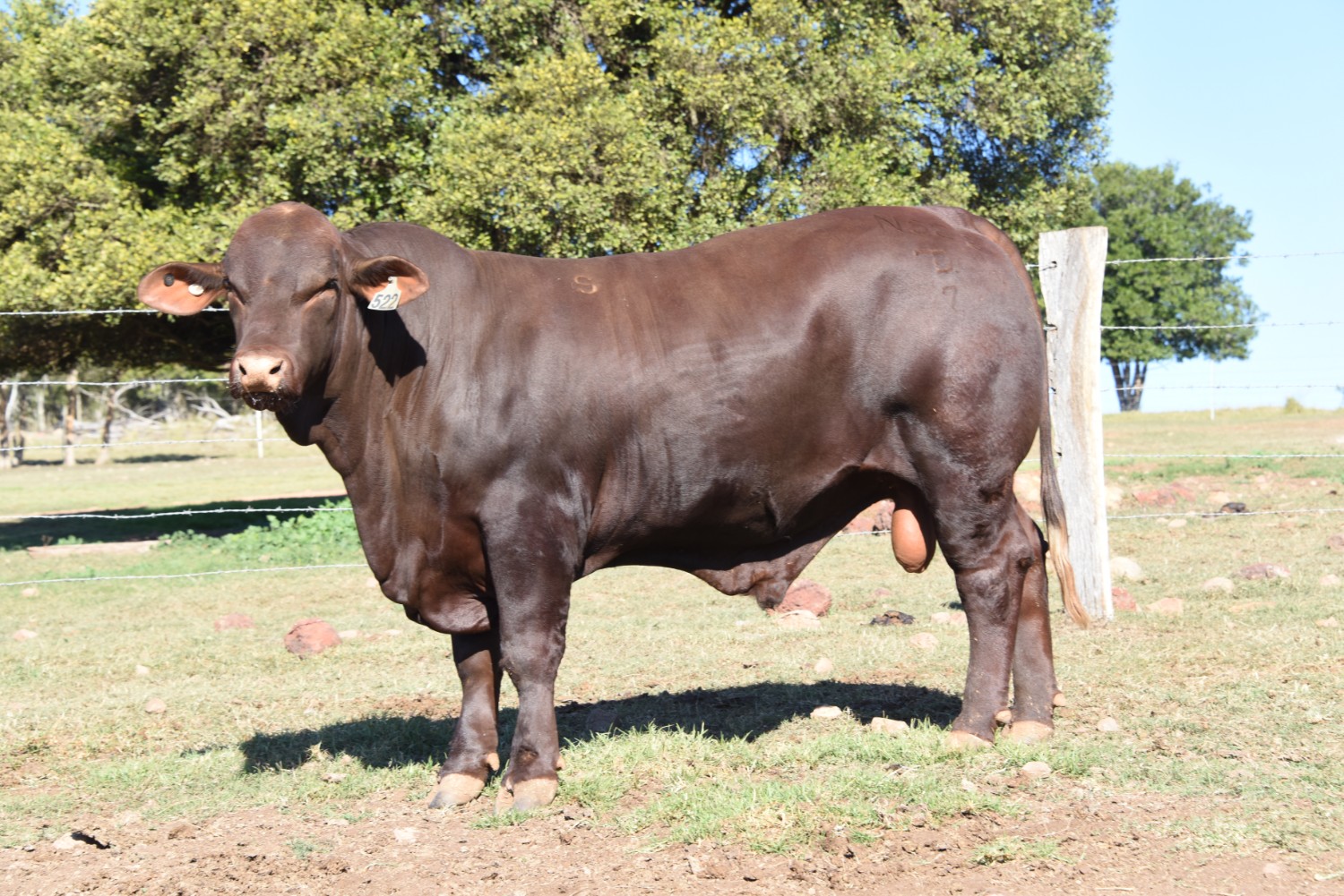 Dunlop_Santas_2018_Sire_Sale_LOT_41