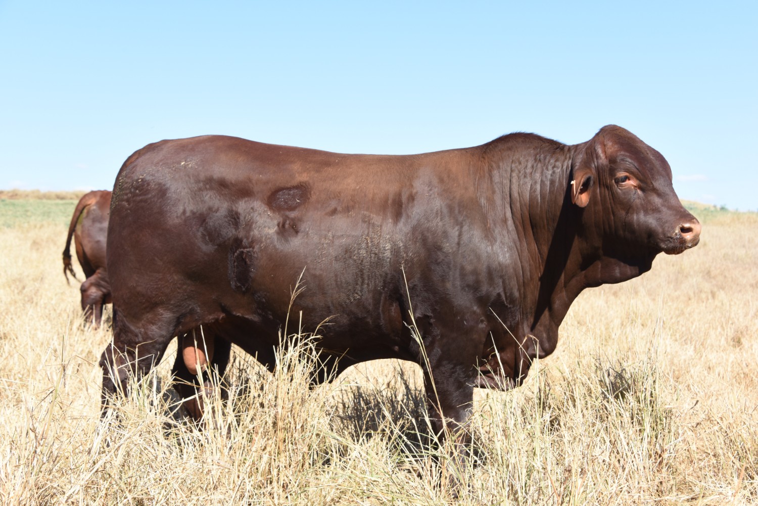 Dunlop_Santas_2018_Sire_Sale_LOT_42