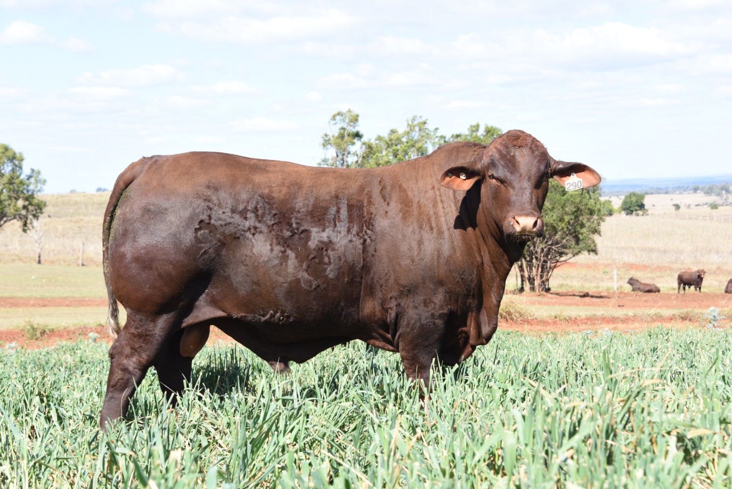 Dunlop_Santas_2018_Sire_Sale_LOT_43