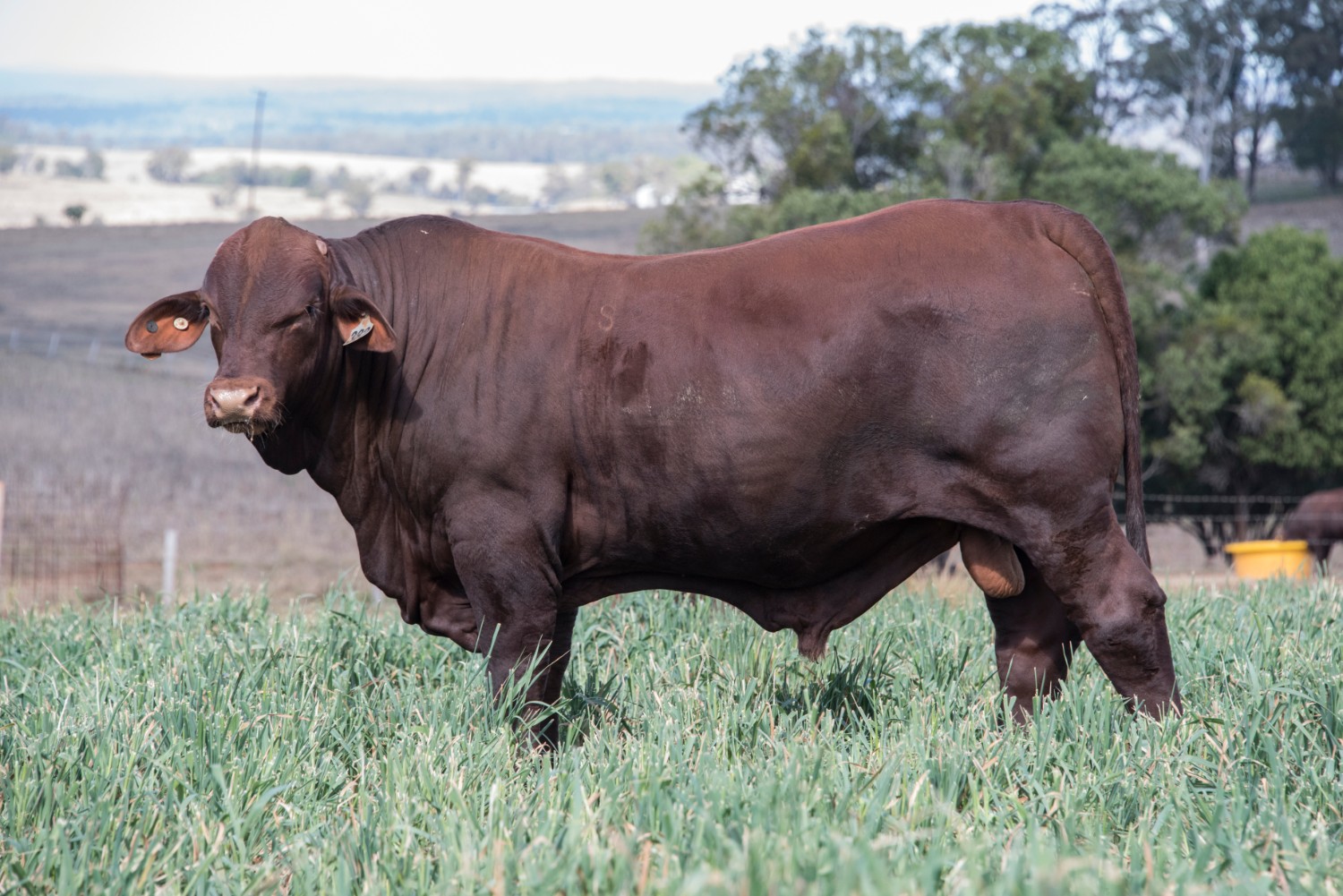 Dunlop_Santas_2018_Sire_Sale_LOT_45