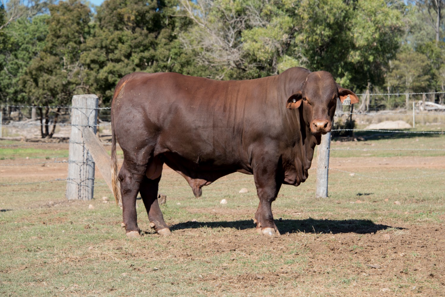Dunlop_Santas_2018_Sire_Sale_LOT_46