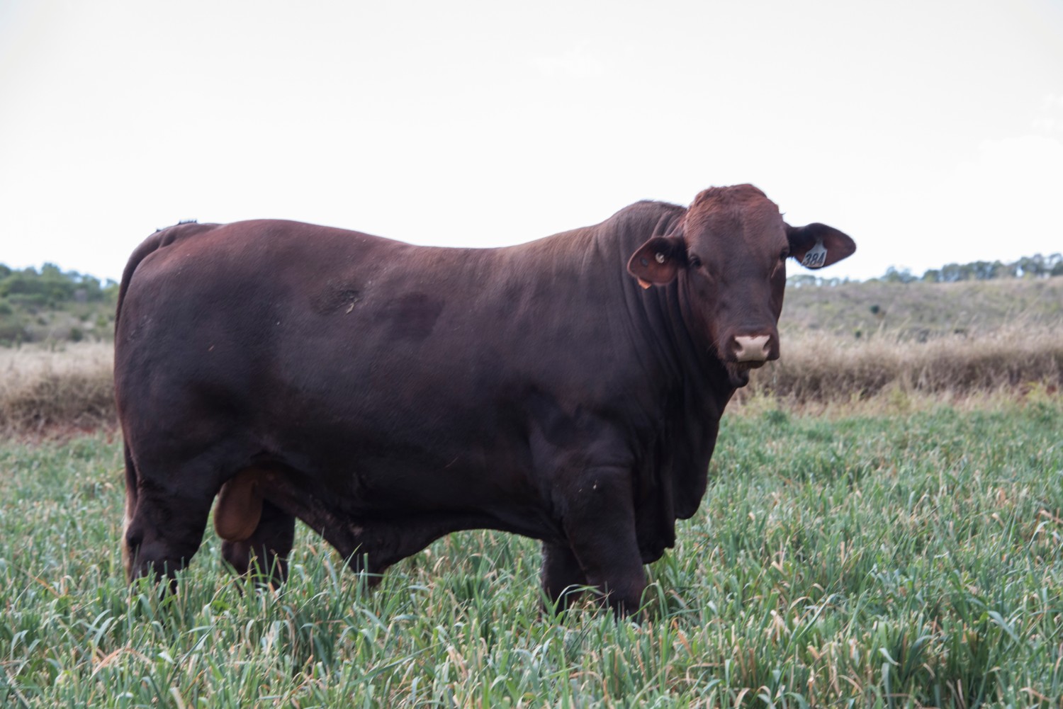 Dunlop_Santas_2018_Sire_Sale_LOT_47