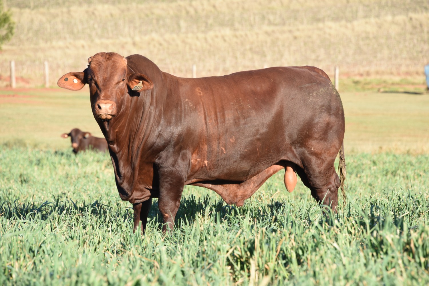 Dunlop_Santas_2018_Sire_Sale_LOT_49