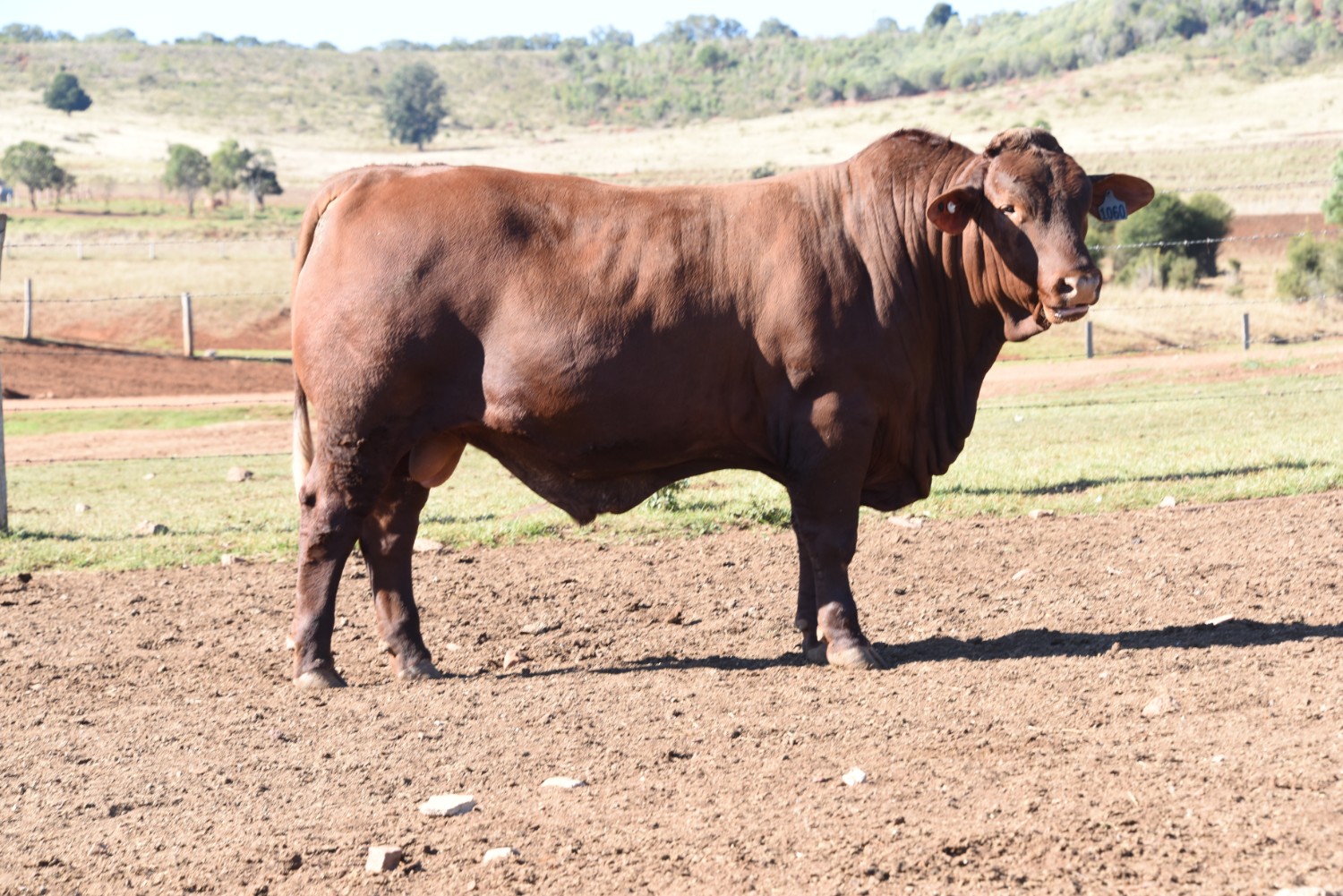 Dunlop_Santas_2018_Sire_Sale_LOT_53