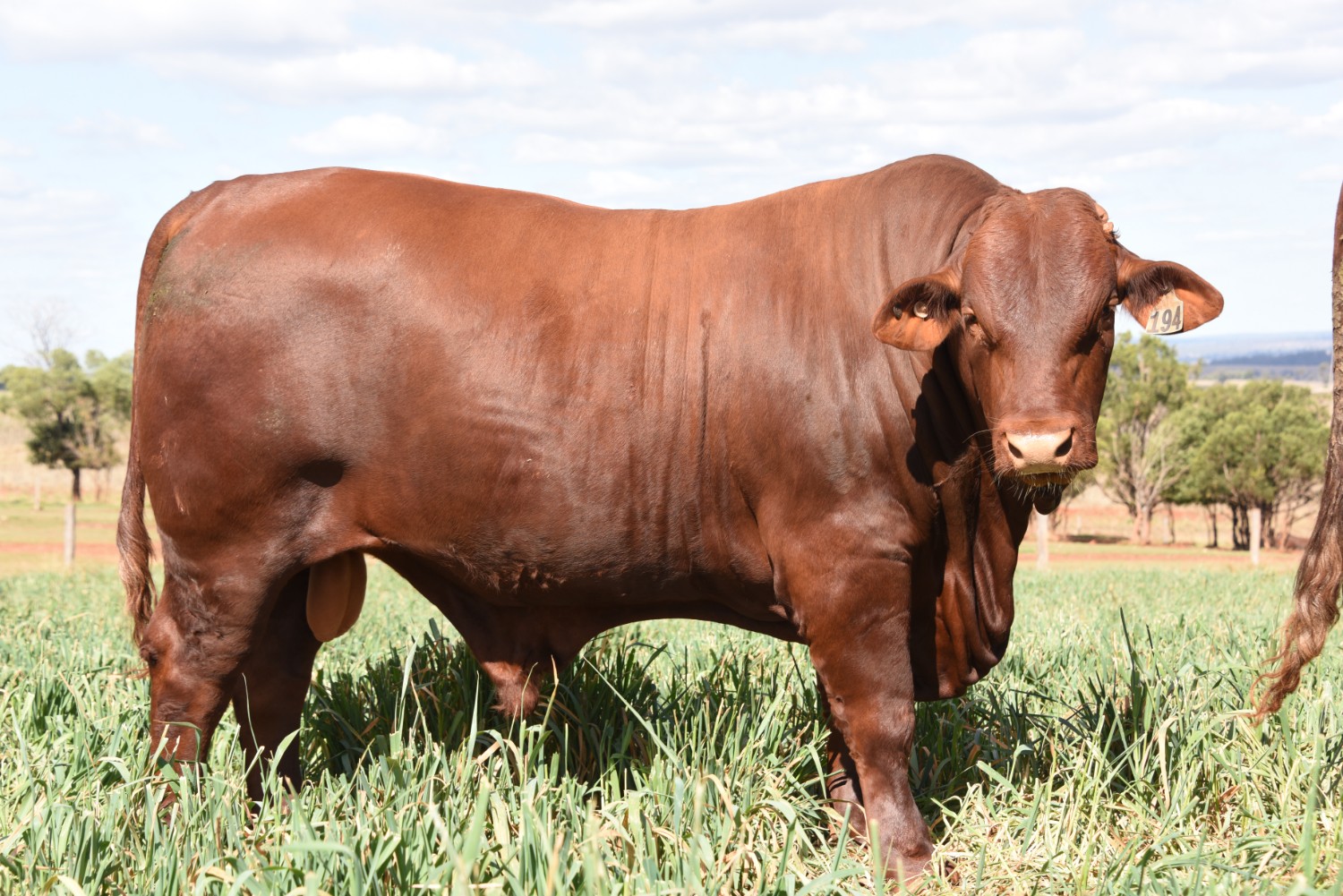 Dunlop_Santas_2018_Sire_Sale_LOT_56