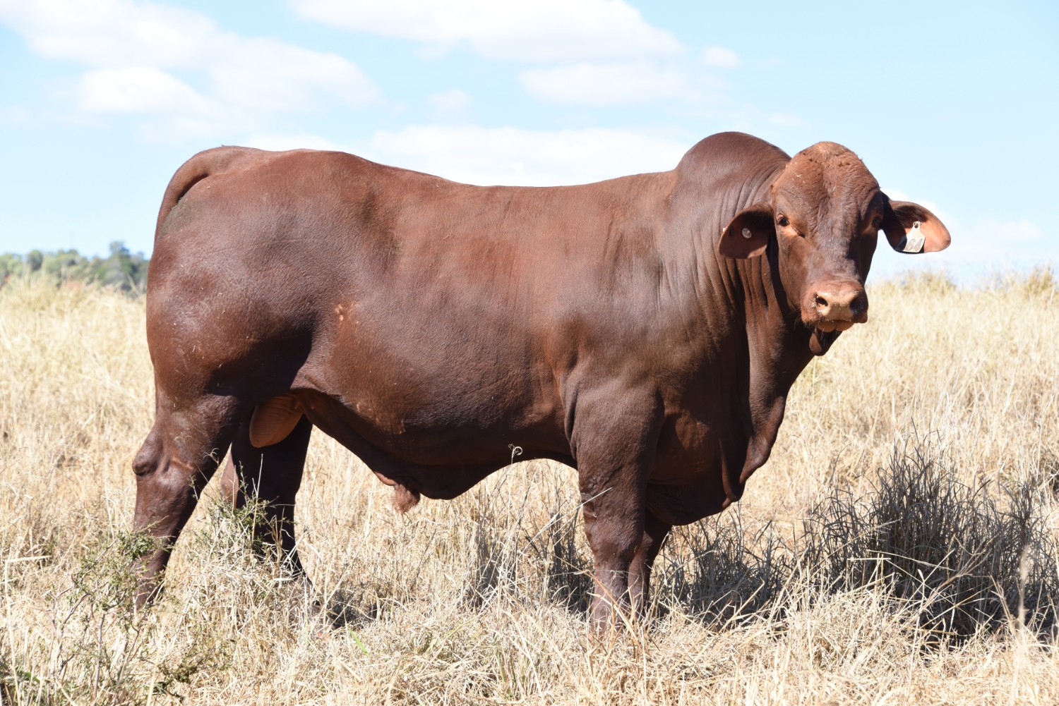 Dunlop_Santas_2018_Sire_Sale_LOT_58