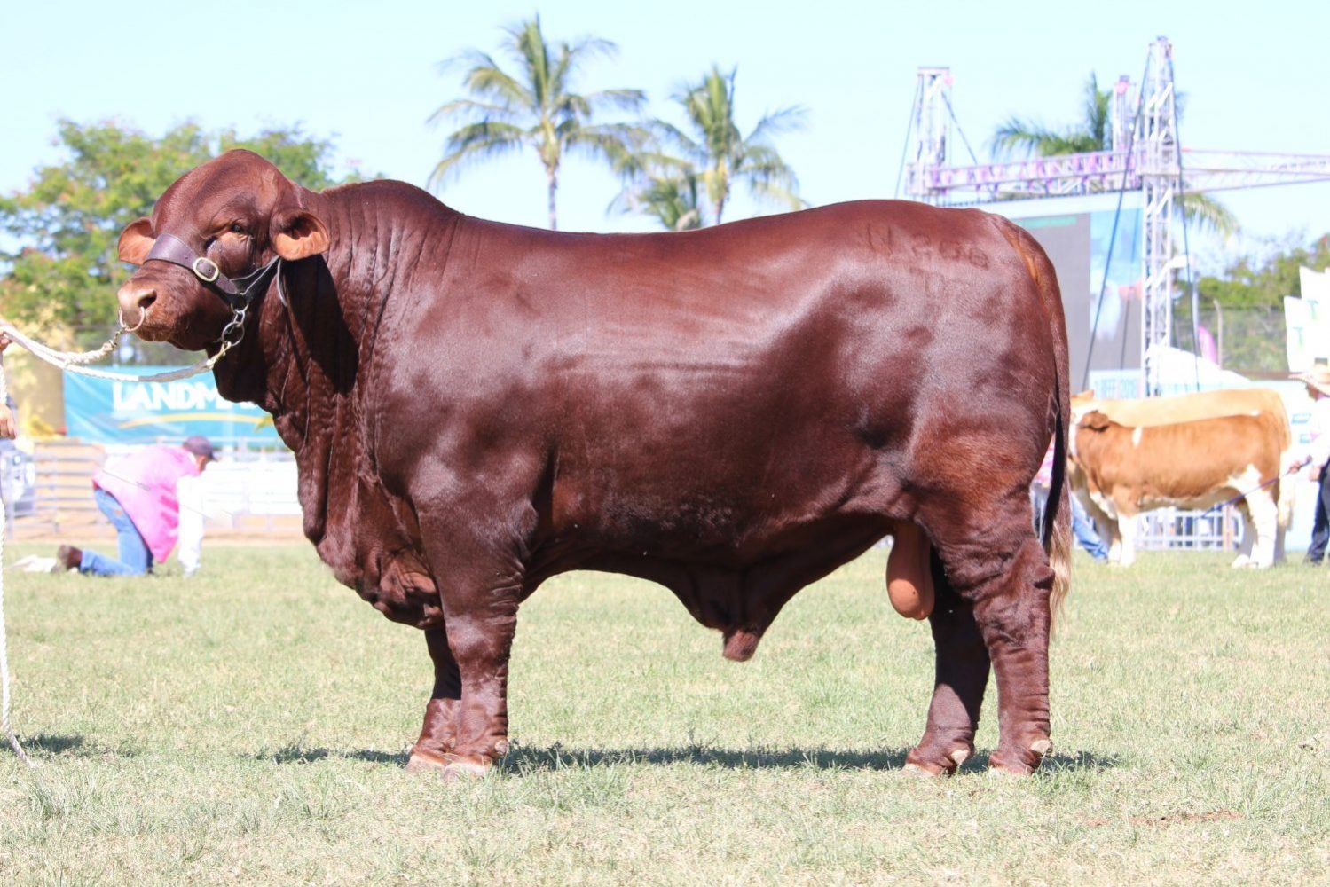 Dunlop_Santas_2018_Sire_Sale_LOT_6