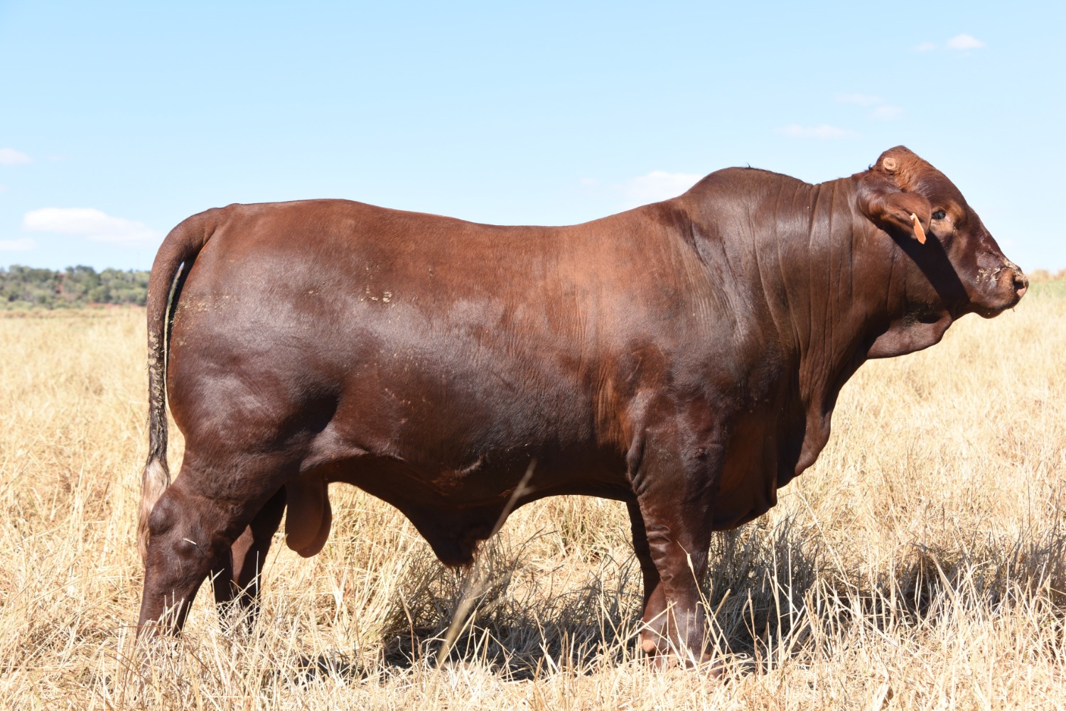 Dunlop_Santas_2018_Sire_Sale_LOT_61