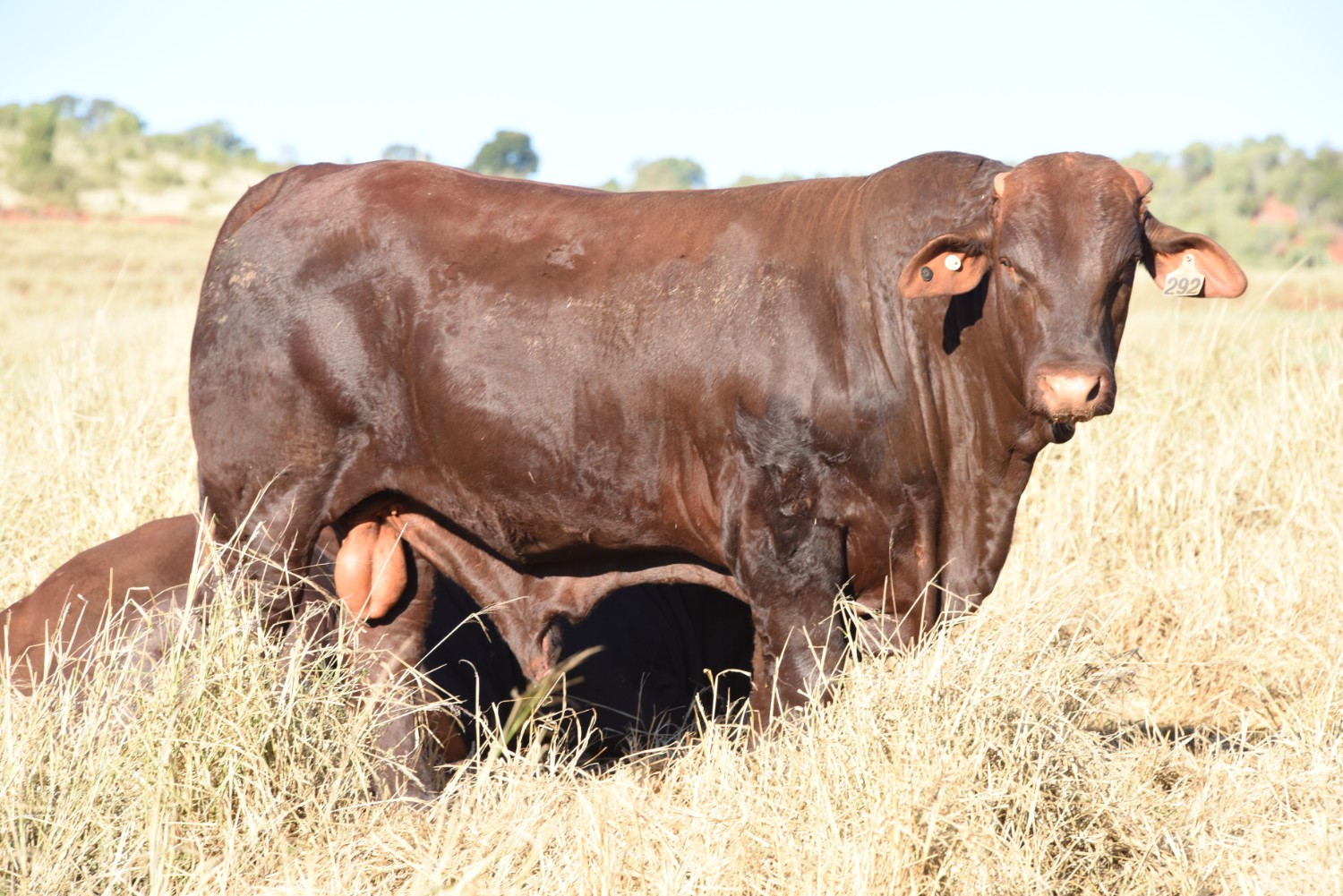 Dunlop_Santas_2018_Sire_Sale_LOT_62
