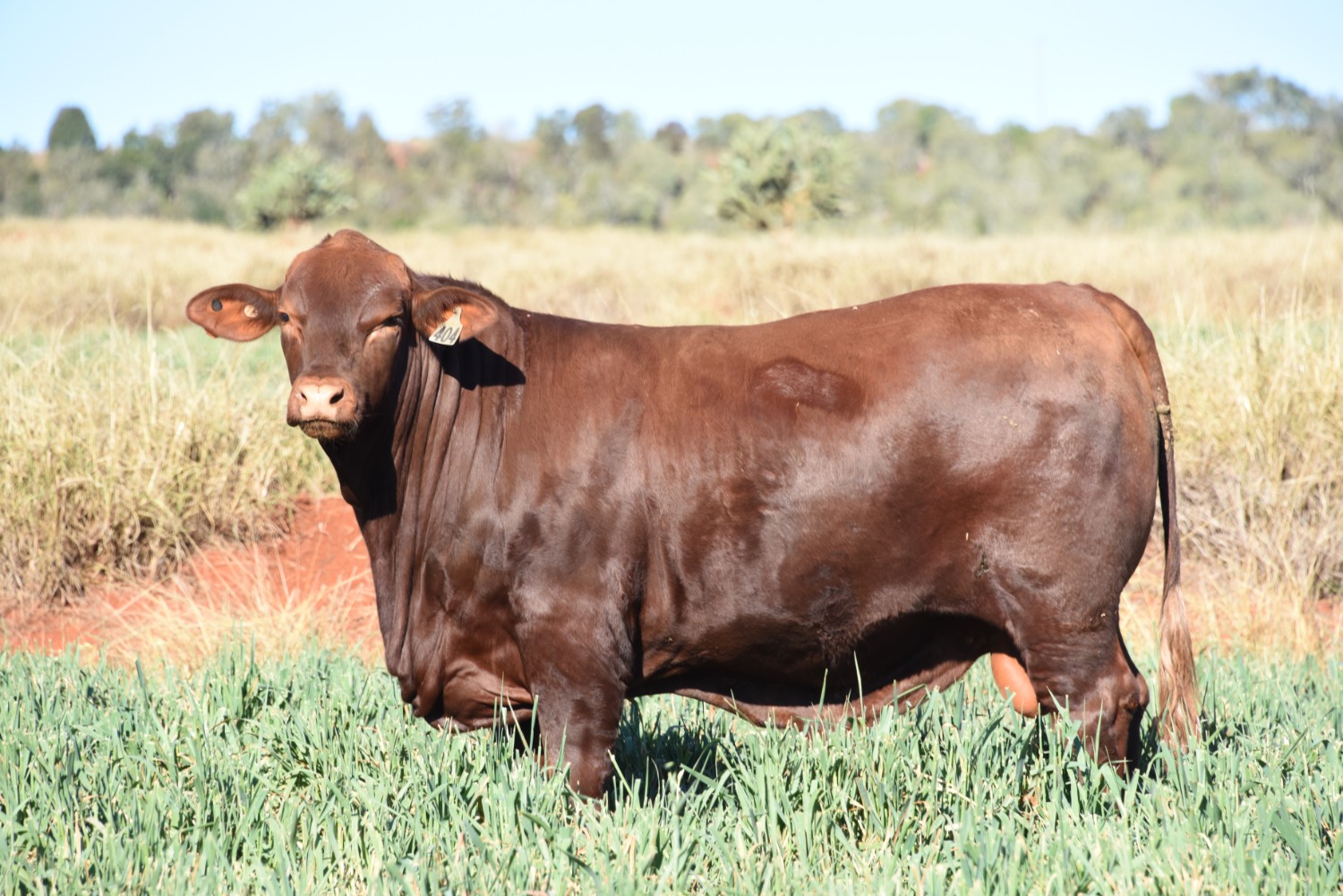 Dunlop_Santas_2018_Sire_Sale_LOT_64