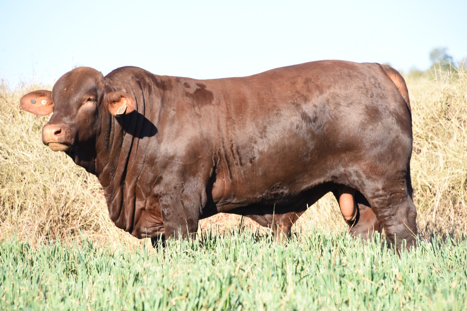 Dunlop_Santas_2018_Sire_Sale_LOT_65