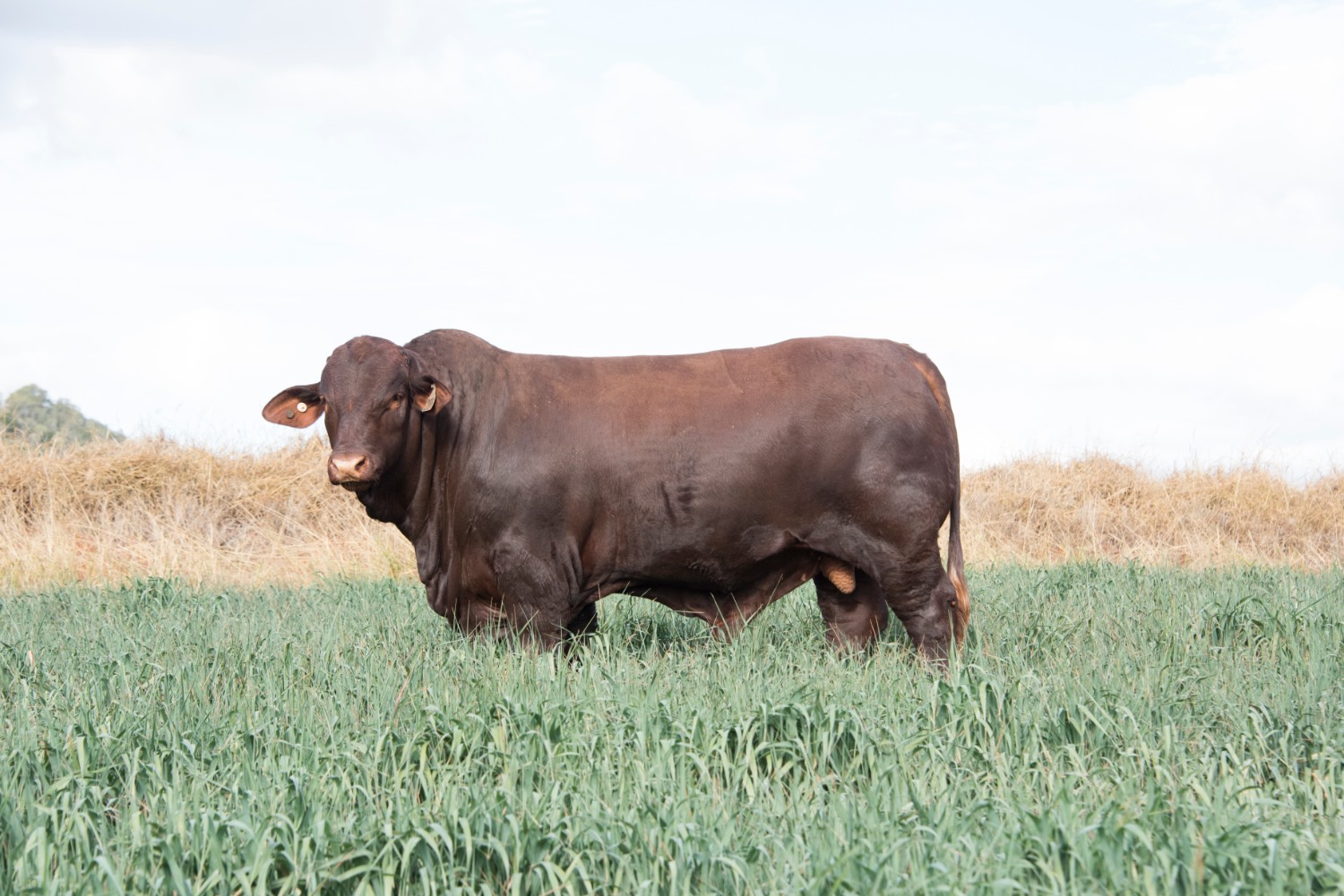 Dunlop_Santas_2018_Sire_Sale_LOT_66