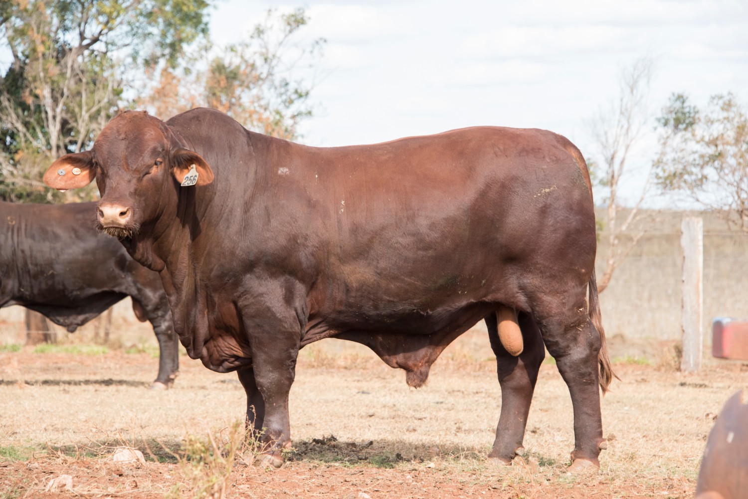 Dunlop_Santas_2018_Sire_Sale_LOT_67