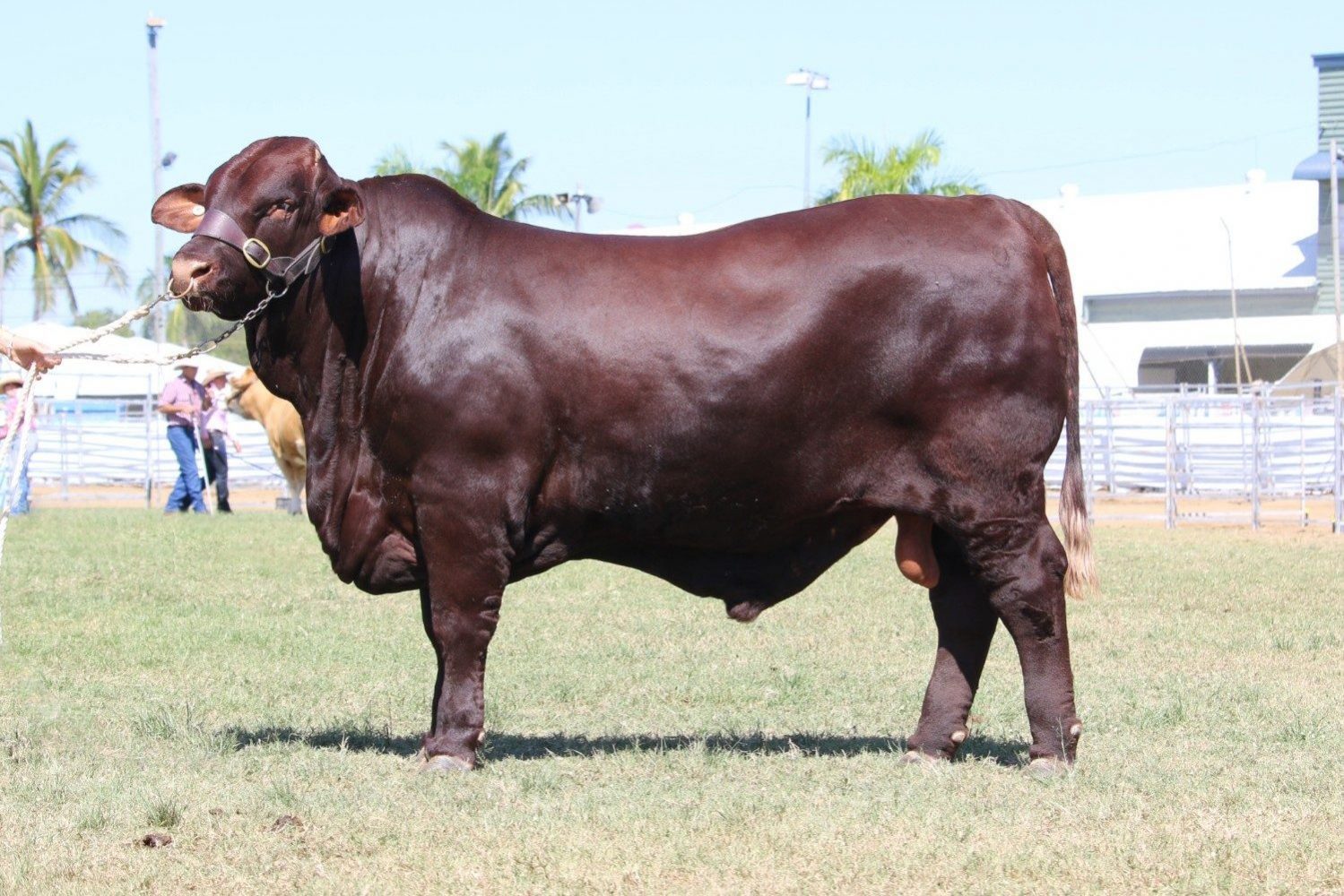 Dunlop_Santas_2018_Sire_Sale_LOT_7