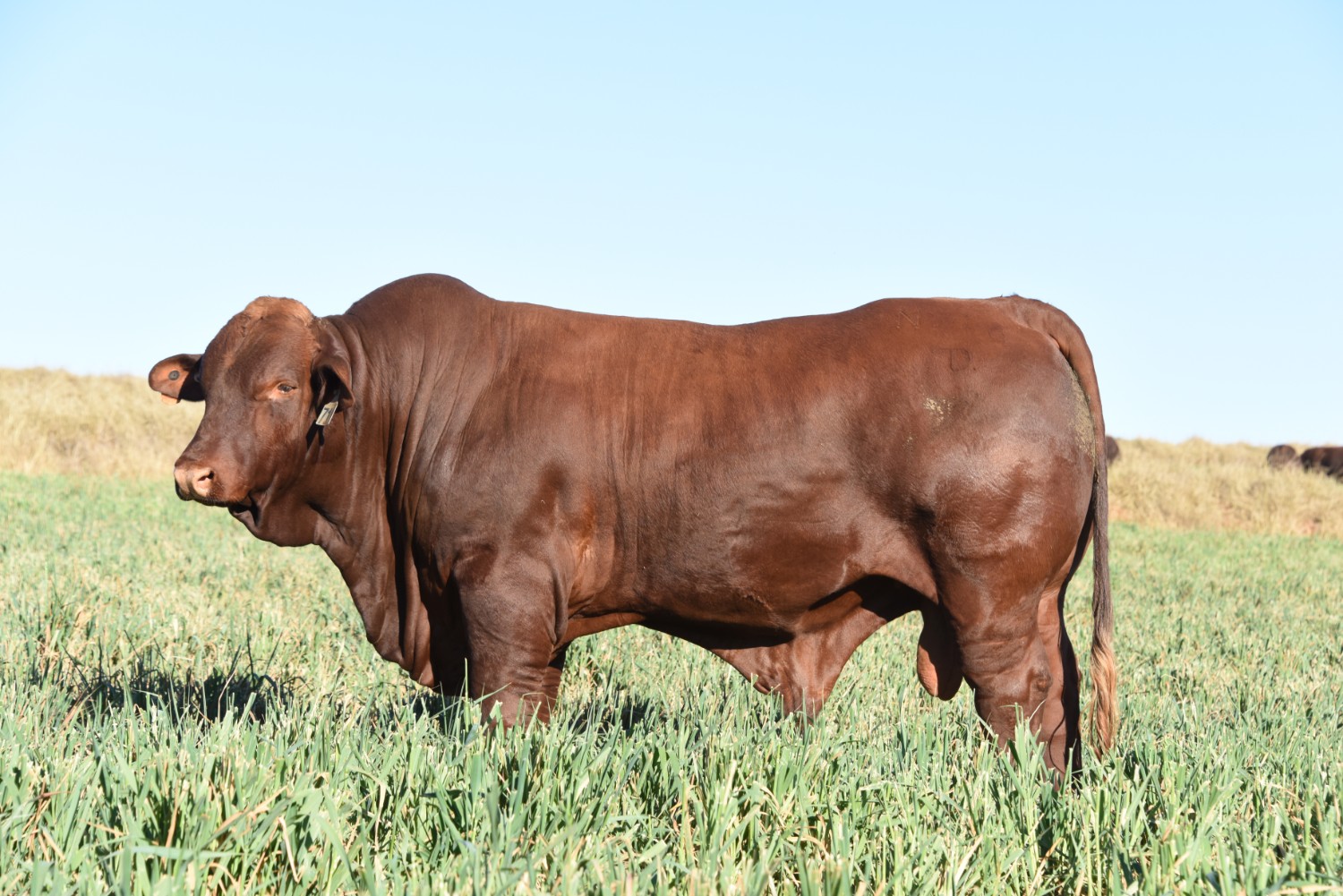 Dunlop_Santas_2018_Sire_Sale_LOT_72