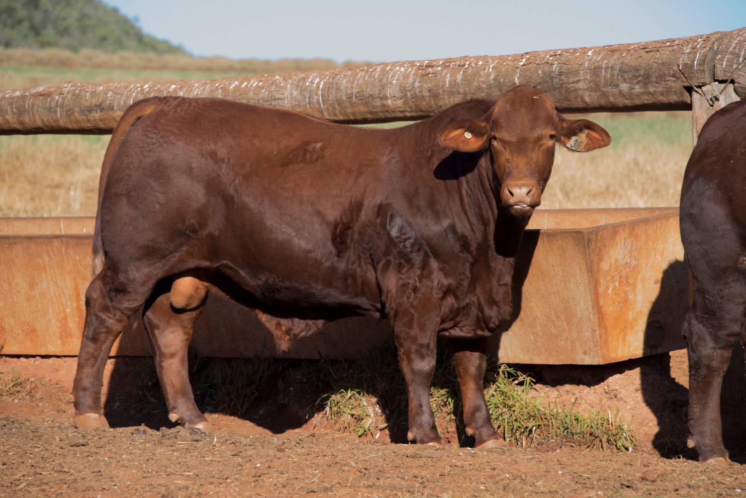 Dunlop_Santas_2018_Sire_Sale_LOT_75