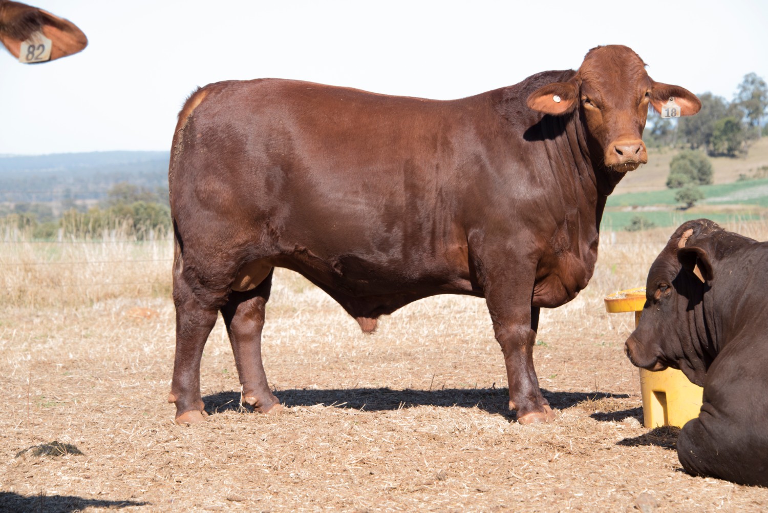 Dunlop_Santas_2018_Sire_Sale_LOT_76