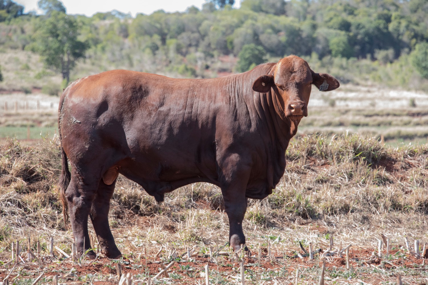 Dunlop_Santas_2018_Sire_Sale_LOT_77
